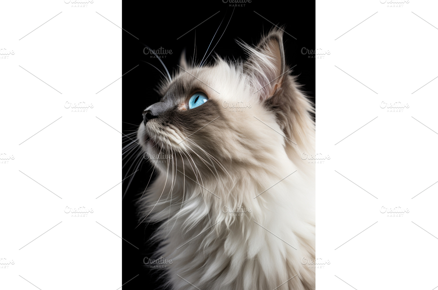 A close up of a ragdoll cat with, an Animal Photo by tilialucida