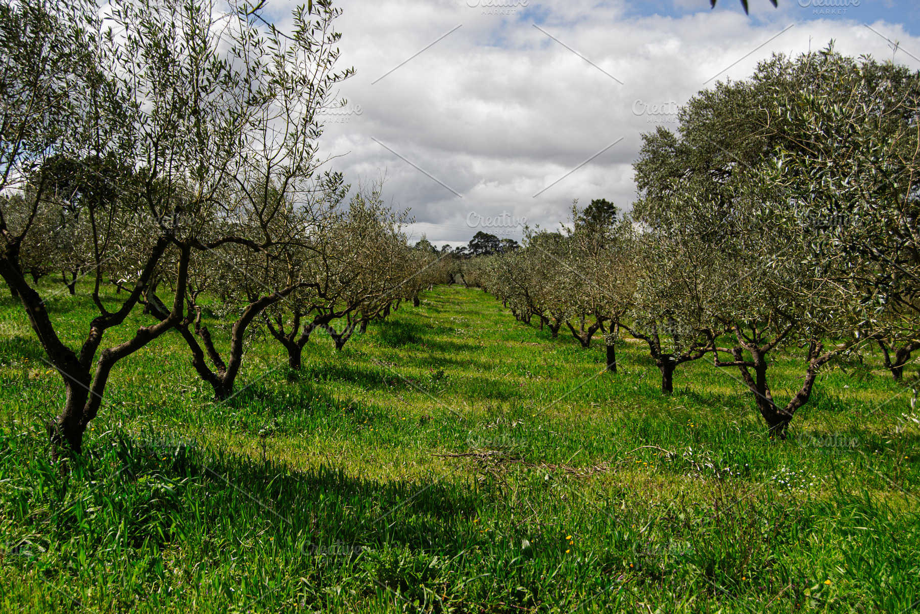 Olive tree orchard landscape in Fatima, Portugal under cloudy sky, a Photo by AS photostudio