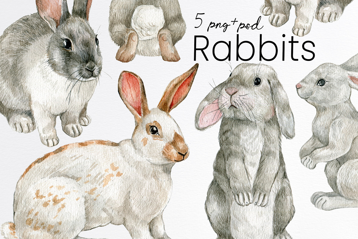Watercolor white bunny clipart, an Animal Illustration by yana.fefelova (Photo 1 of 4)