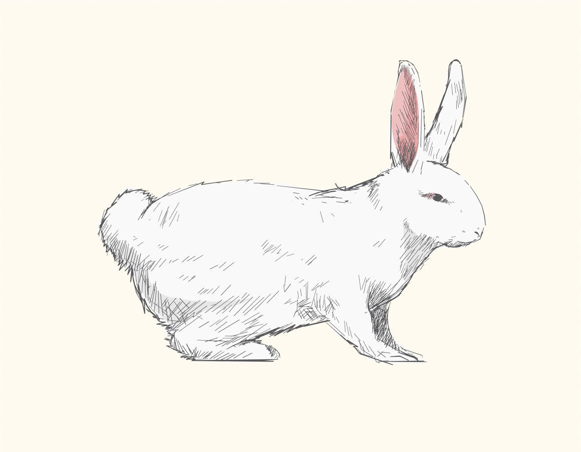 Illustration drawing of rabbit, an Animal Illustration by rawpixel