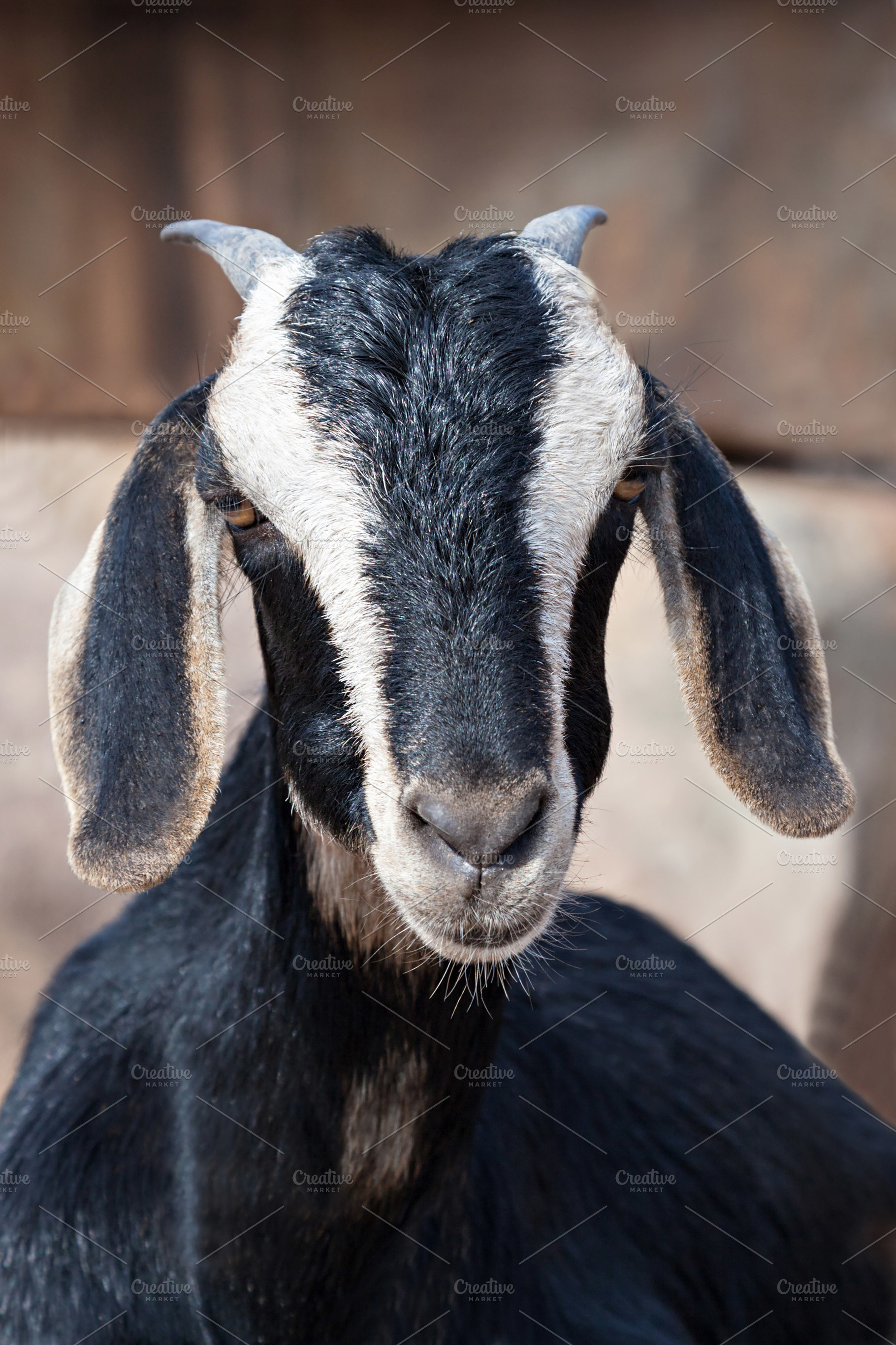 Mountain goat, a Photo by saiko3p