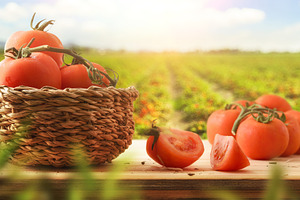 Fresh Tomatoes in Rustic Basket, a Food & Drink Photo by Davizro's Market