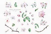 Apple Blossom, a Decorative Illustration by Olga Koelsch (Thumbnail 8 of 9)