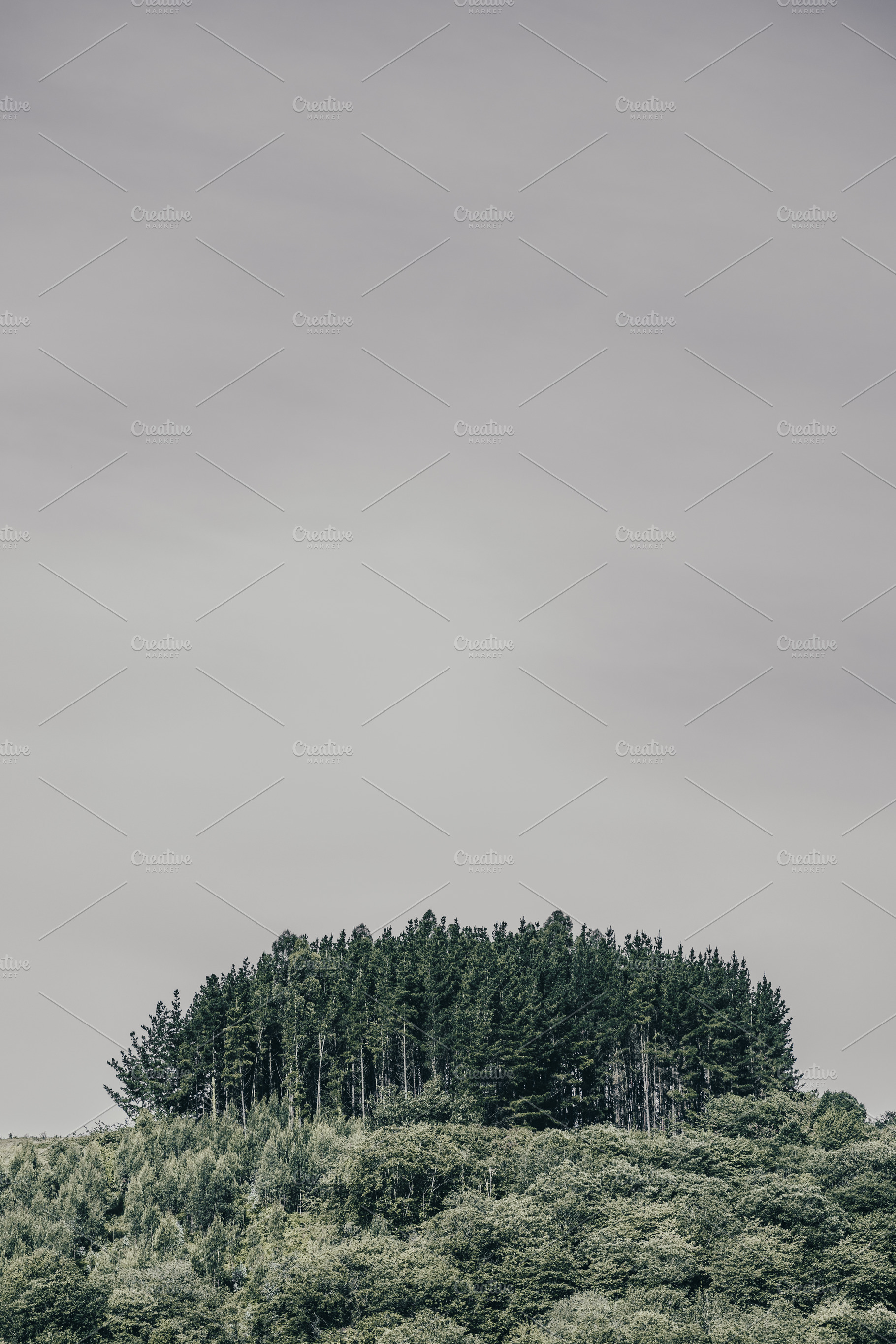 Pine forest under gray sky, a Wallpaper Photo by SkyNext