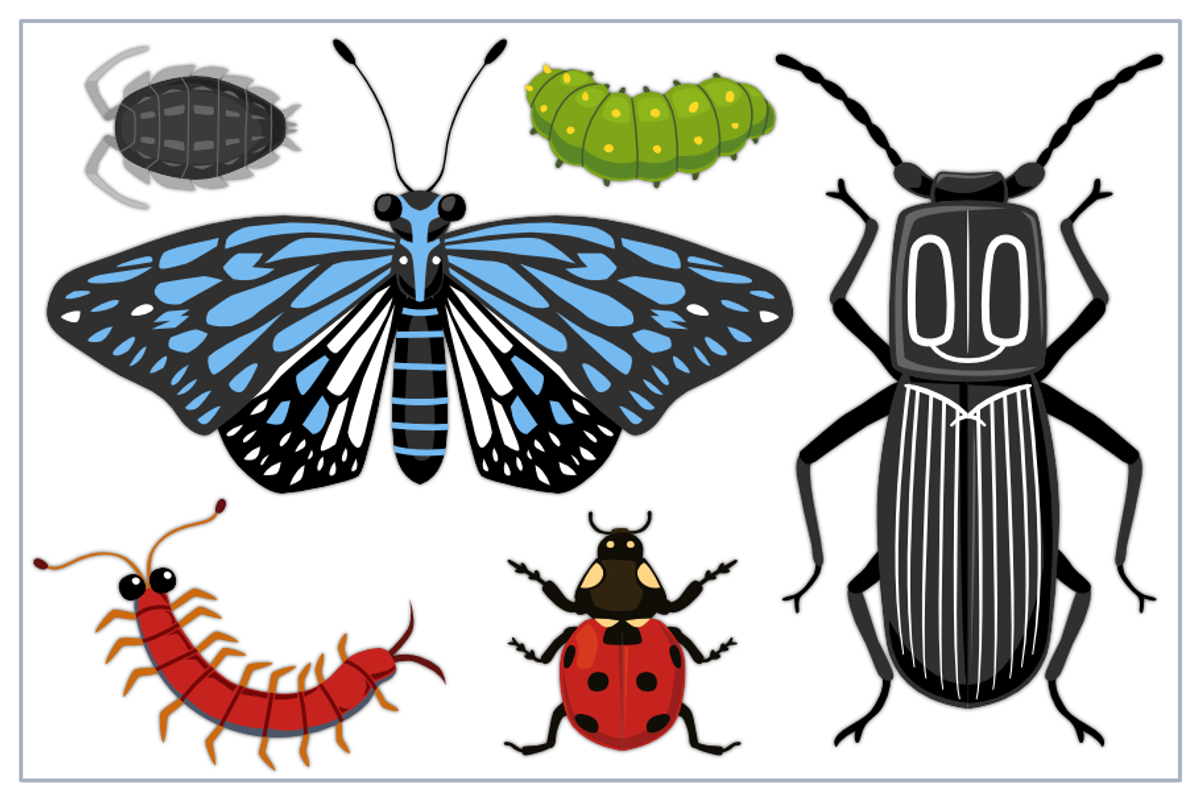 Bugs Collection Set A, an Animal Illustration by arsansp (Photo 3 of 5)