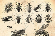 Beetle & Insect Procreate Stamps, a Brush Add-On by CreativeProBrushes (Thumbnail 3 of 5)