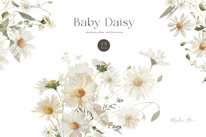 Baby Daisy Flower