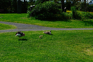 Geese with goslings in a Reykjavik park surrounded by lush greenery, a Photo by AS photostudio