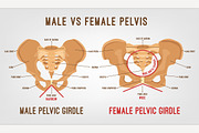 Female Male Pelvis, a Graphic by Anna's Shop