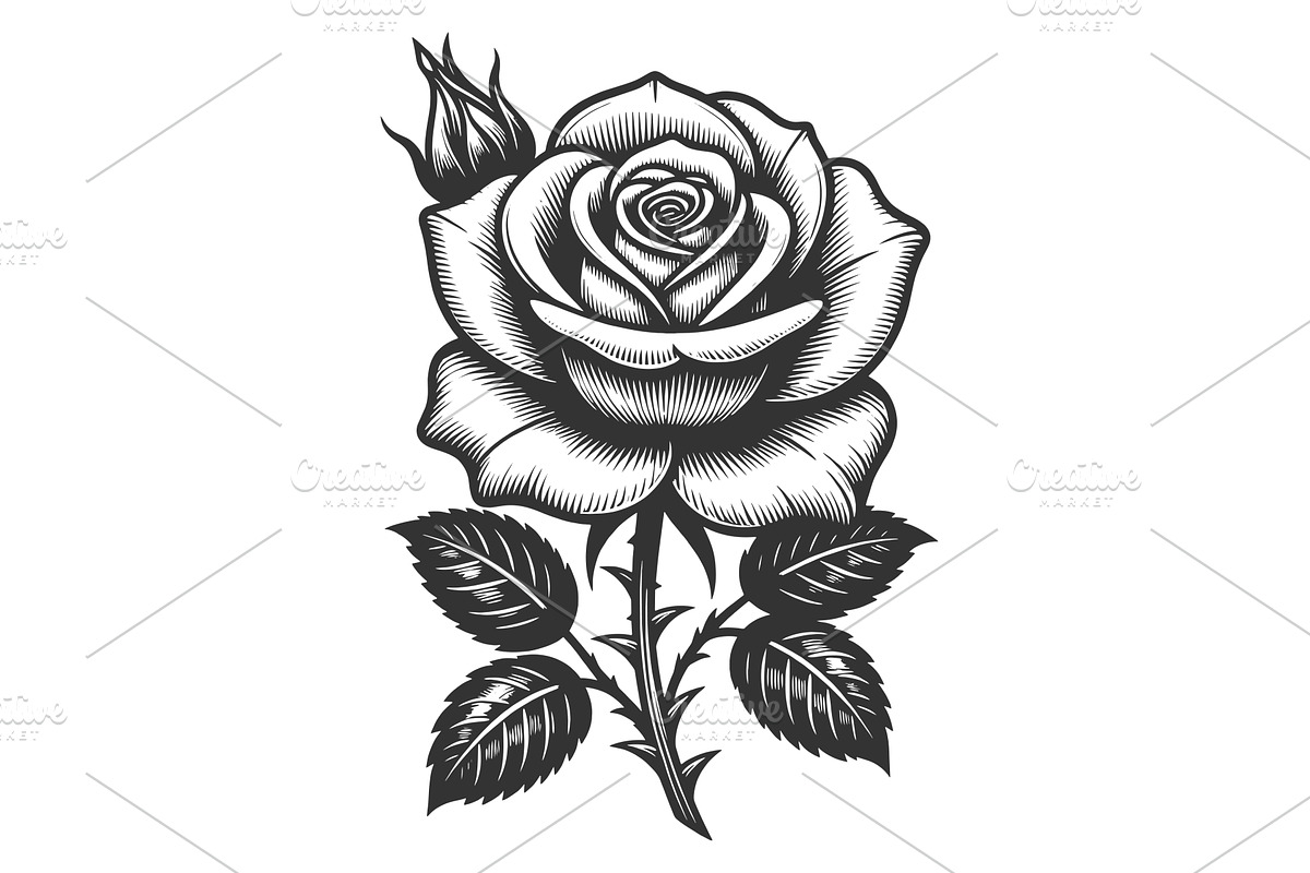 Rose Flower engraving sketch vector, an Object Illustration by AlexArt