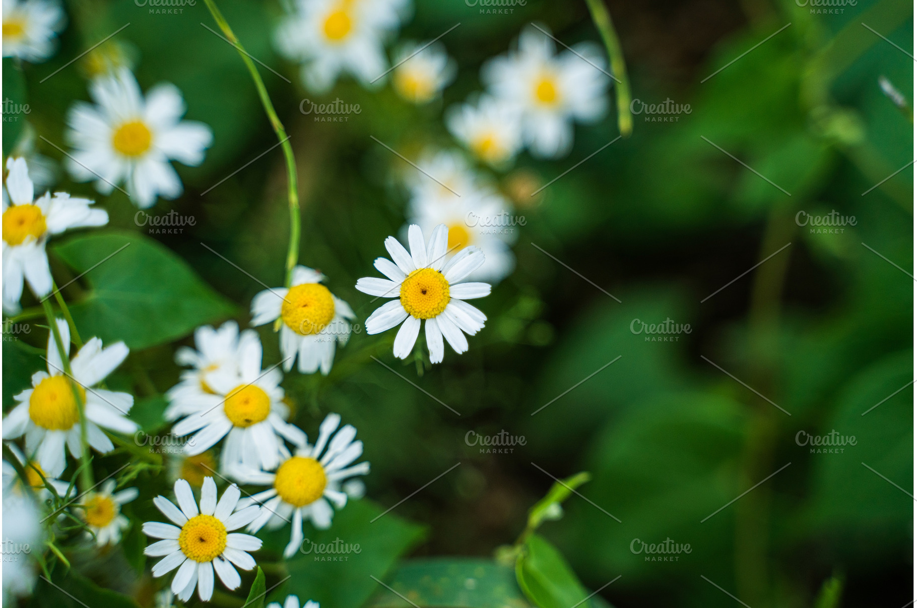 Close-up of blooming wild daisies in, a Nature Photo by volodymyrshtun13795