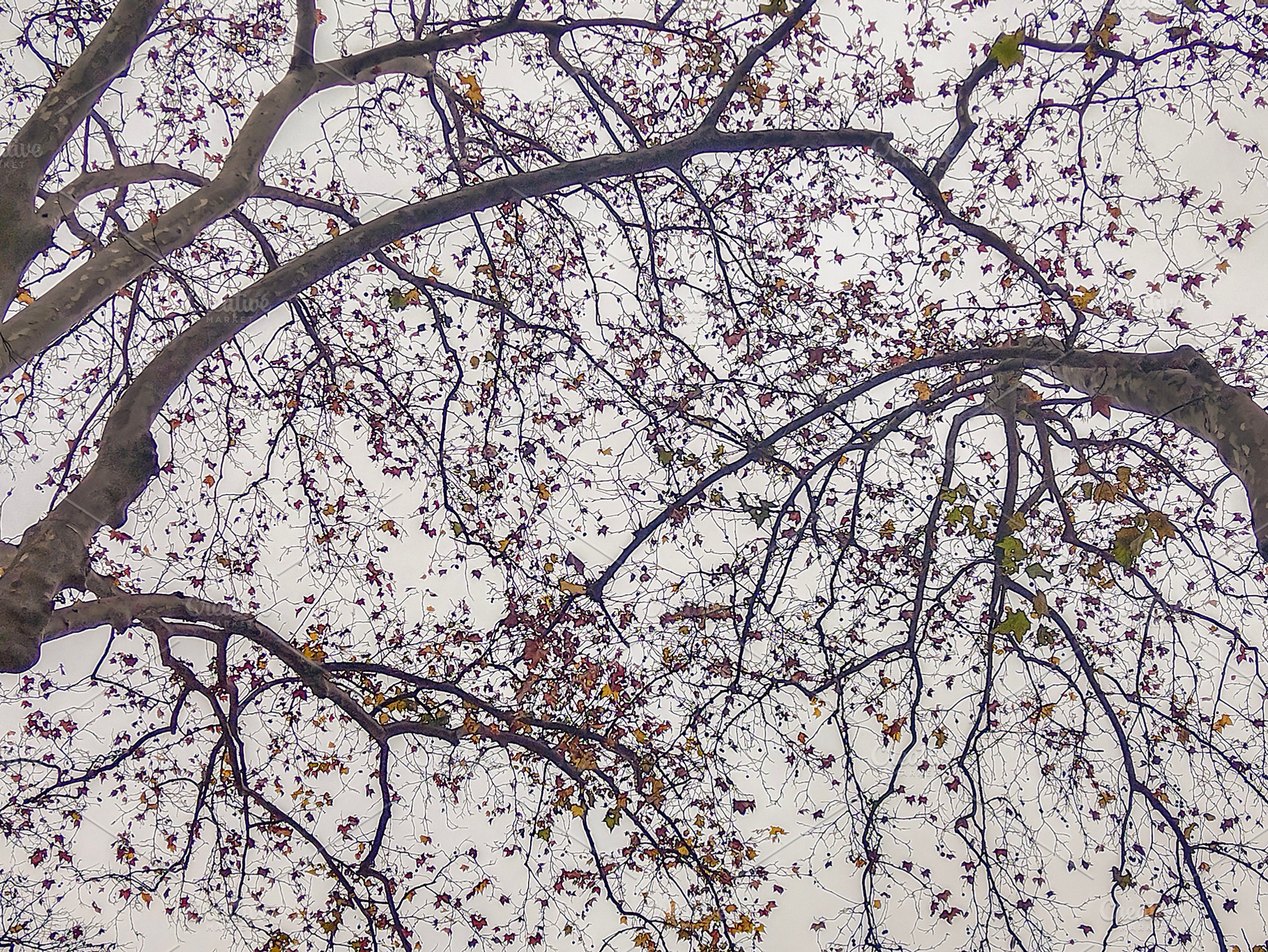 Tree branches weaving across cloudy sky, a Nature Photo by DanFLCreativo