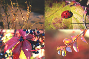 Autumn Details Photo Pack, a Templates & Theme by c l a r a X Y (Thumbnail 2 of 3)