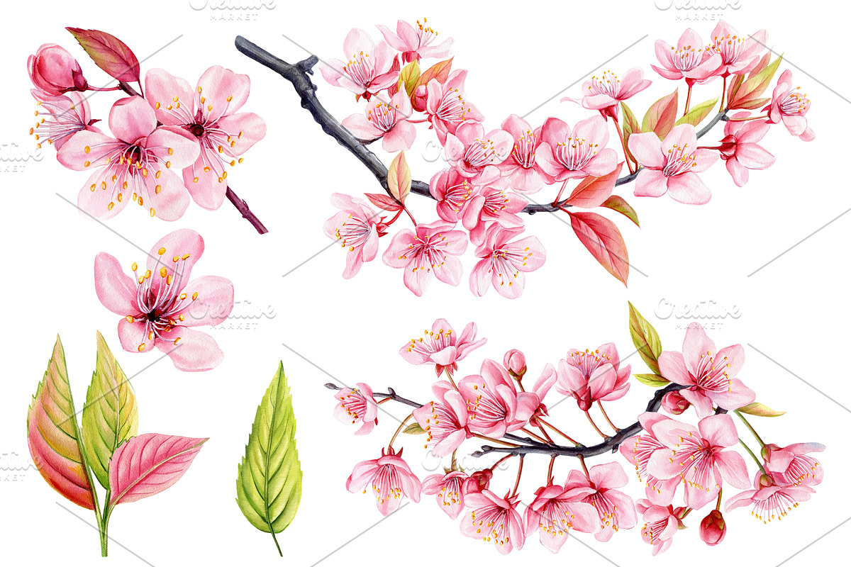 Watercolor Cherry blossom Sakura, an Object Illustration by Hanna Hryharenka (Photo 2 of 8)