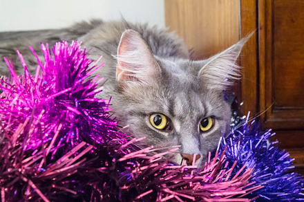 Grey Tabby Cat in Tinsel