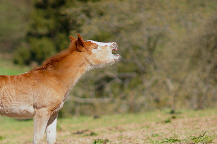 Foal containing foal, horse, and animal