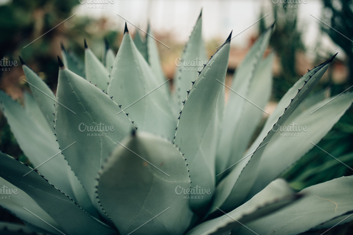 Agave plant containing agave, plant, and cactus, a Nature Photo by Chelsea Victoria (Photo 2 of 2)