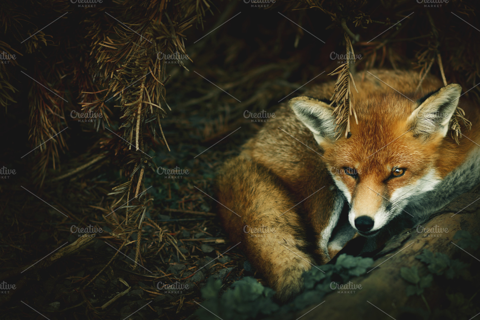 Minimalist Sleeping Red Fox Photo, an Animal Photo by René Jordaan Photography