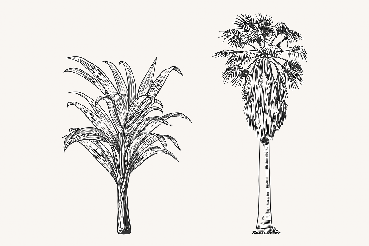 Palm Tree Vector Illustration Bundle, an Illustration by Kusumaillustration (Photo 7 of 15)