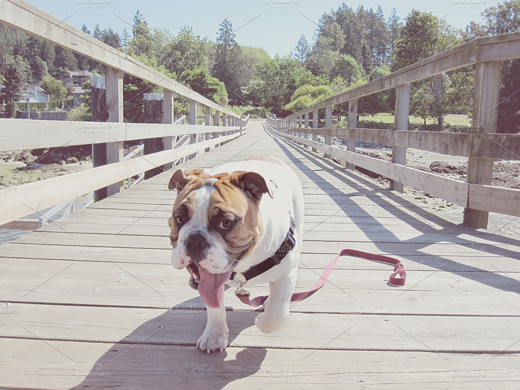 English Bulldog Outdoor