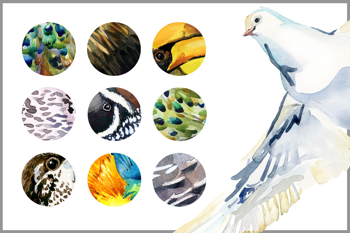 Watercolor Birds collection PNG, an Animal Illustration by FineArt (Photo 7 of 7)