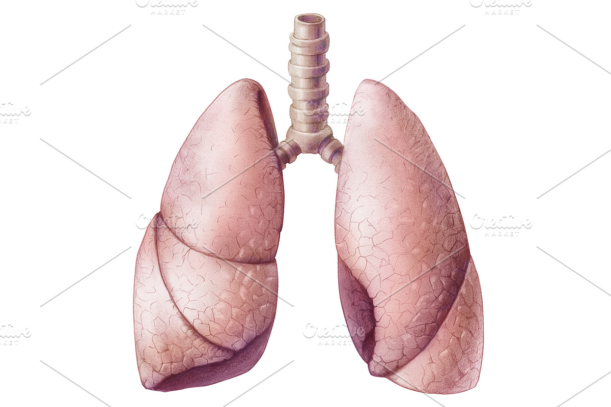 Vintage Human Organs Hand Drawn Set, a Healthcare Illustration by Anna Repp Illustration (Photo 4 of 14)