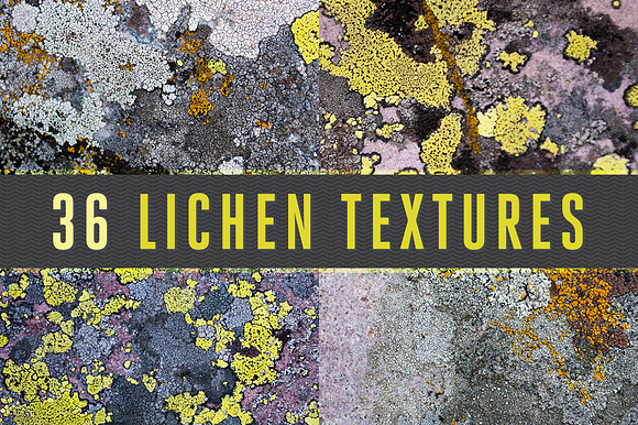 36 Lichen Textures preview 7