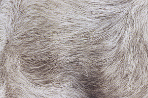 Fur Textures