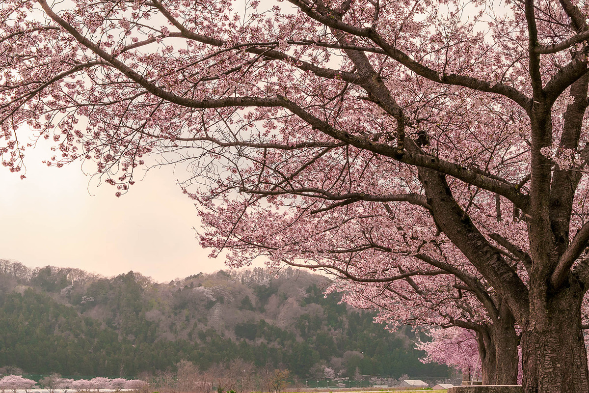 Cherry Blossom Photo Bundle – 5 High, a Nature Photo by Silent Nature (Photo 4 of 5)