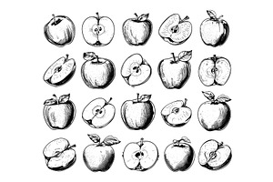 Engraving Style Whole Apples, Halves, a Food Illustration by LadadikArt