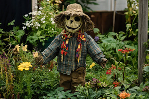 Scarecrow stands guard in vibrant ga, a Photo by Iftikhar Alam
