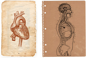 50 Vintage Anatomy Vectors