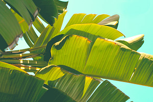 Palm Tree Leaves Horizontal