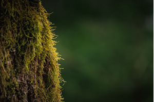 Background of tree bark with green, a Nature Photo by Lukas Jonaitis SHOP