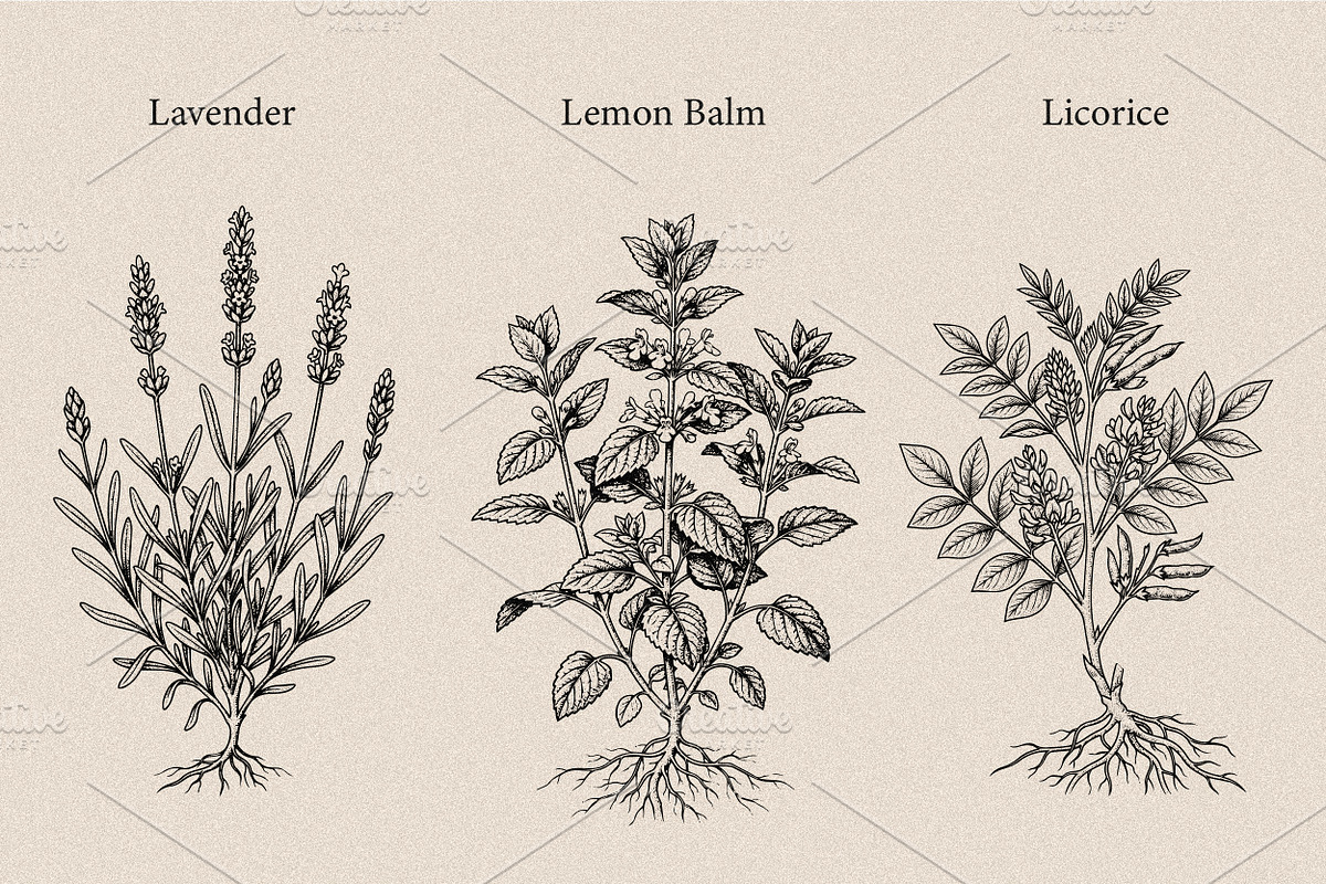 30 Medicinal Herbs & Plants, a Decorative Illustration by Gonez Studio (Photo 7 of 19)