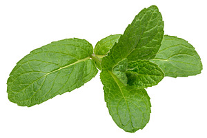 Branch of fresh mint with green leaves on isolated background, a Nature Photo by ndanko