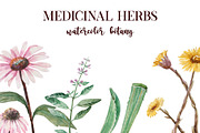 Medicinal herbs in watercolor, a Healthcare Illustration by Dashamoony (Thumbnail 1 of 2)