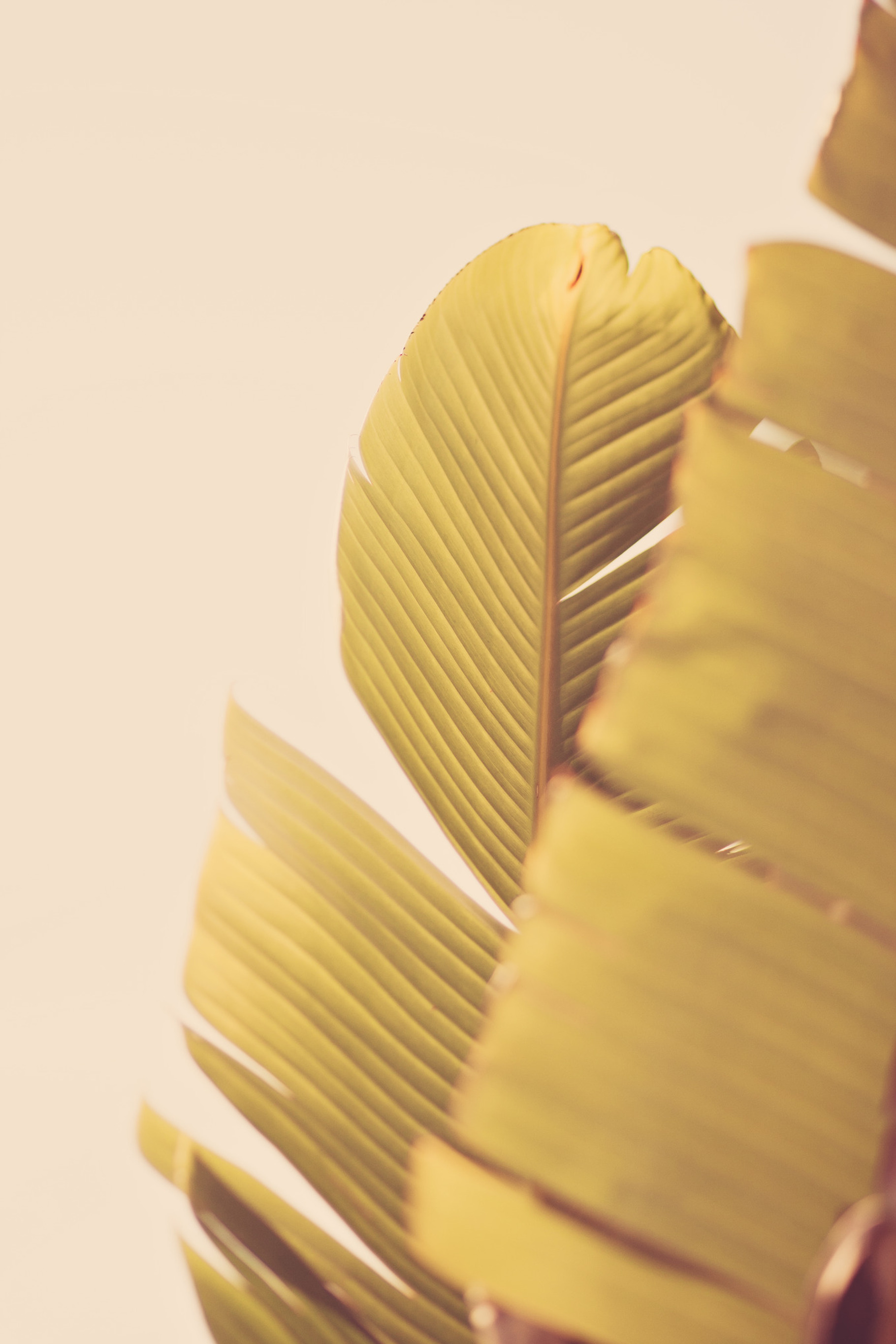 Palm leaves stock photo containing close up and sky, a Nature Photo by Jessica Torres