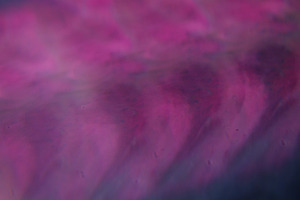 Cloudy texture defocused haze purple, a Background Photo by Photo Drive Studio
