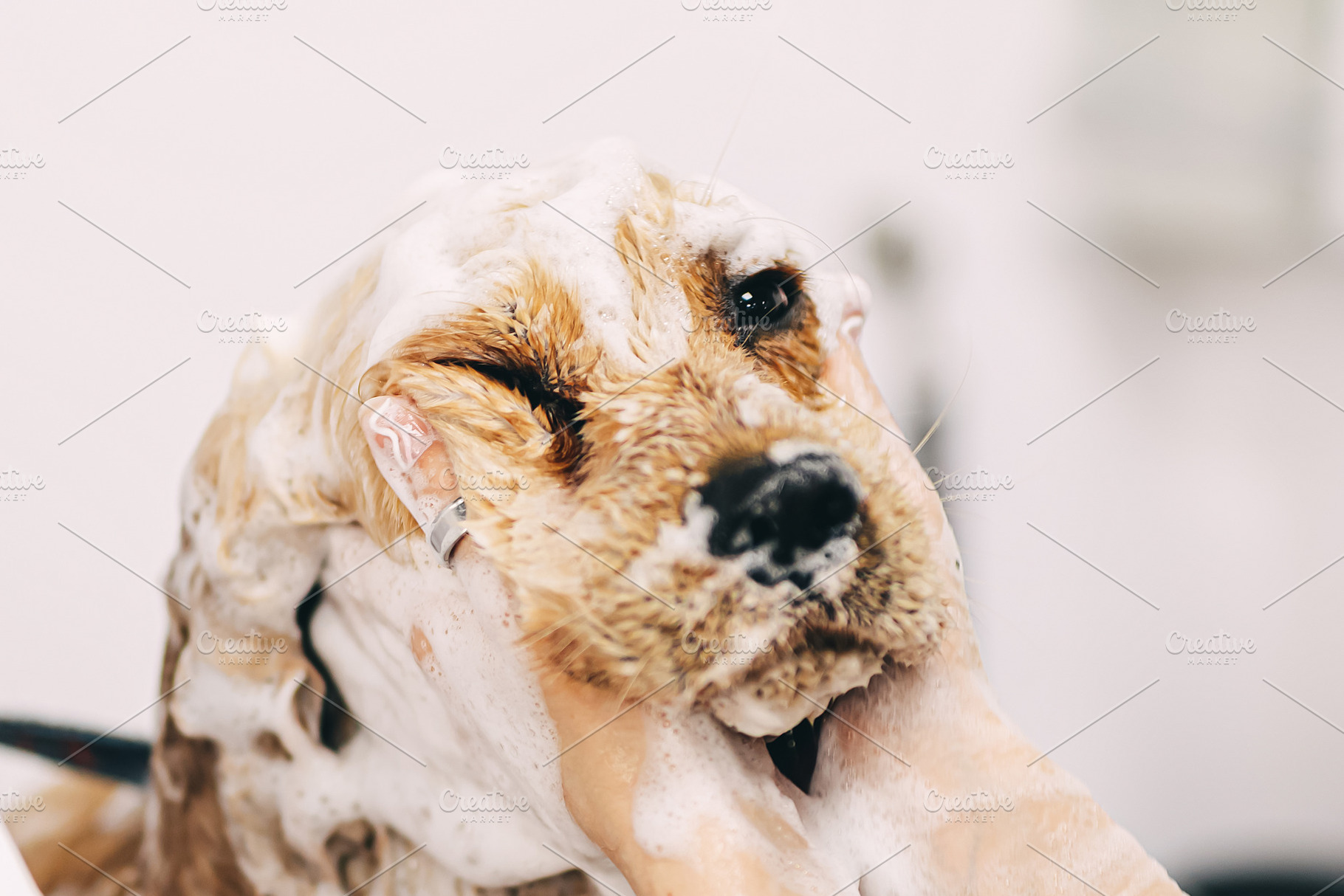Washing the dog with shampoo in the bathroom., an Animal Photo by Rov.7