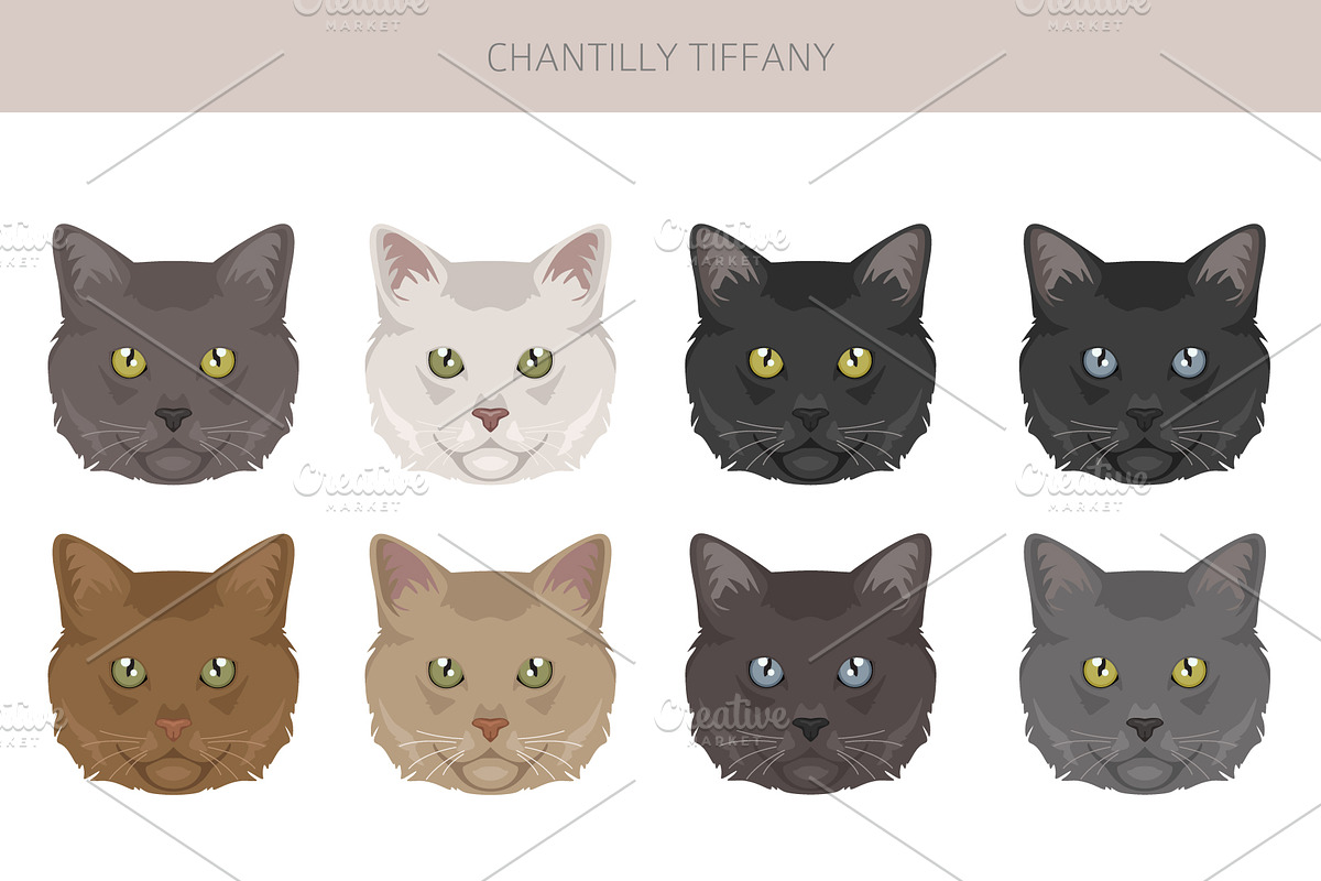 Chantilly Tiffany Cat clipart set, an Animal Illustration by pet design shop (Photo 5 of 6)
