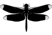 20 Dragonfly Silhouette Mega, an Object Graphic by Designer_Momina (Thumbnail 8 of 19)