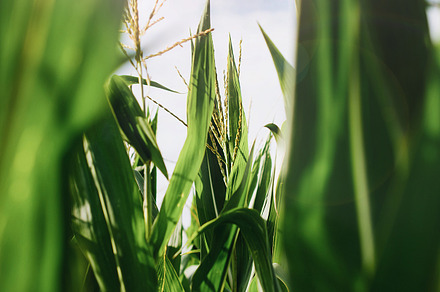 green cornstalks in summer sunlight, a Nature Photo by Ana Dee Photography