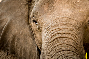 Elephant Portrait Close Up, an Animal Photo by THP Creative