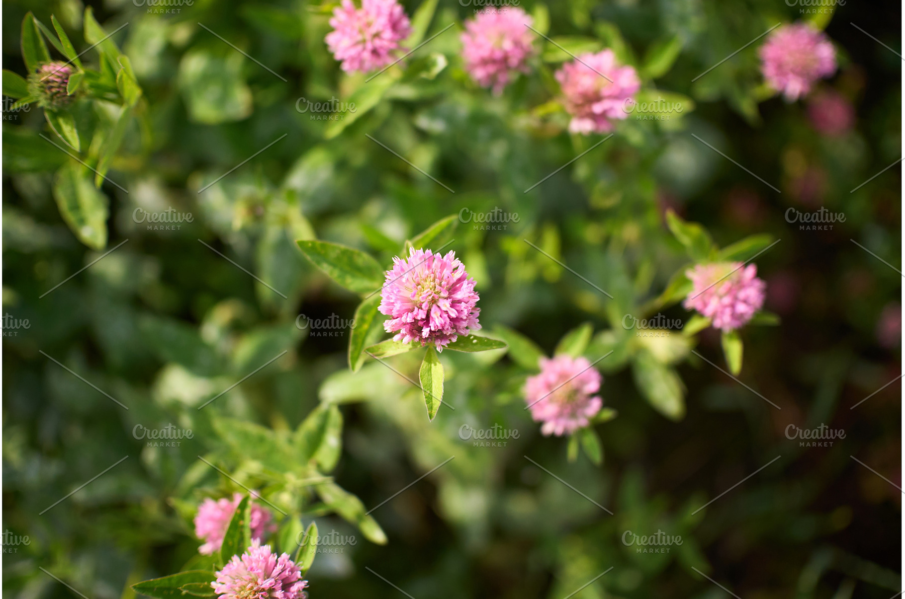 Beautiful clover flowers bloom in a, an Animal Photo by darksoul72