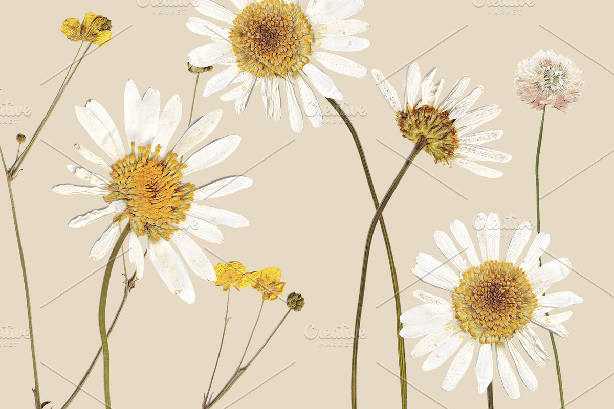 Herbarium Elements 17 PNG, a Nature Photo by Lembrik's Artworks (Photo 2 of 6)