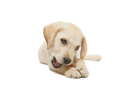 puppy labrador isolated on white bac, an Animal Photo by AlexBush