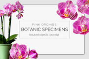 Realistic Orchid Flowers - Isolated, an Object Graphic by Turning Moss (Thumbnail 6 of 6)