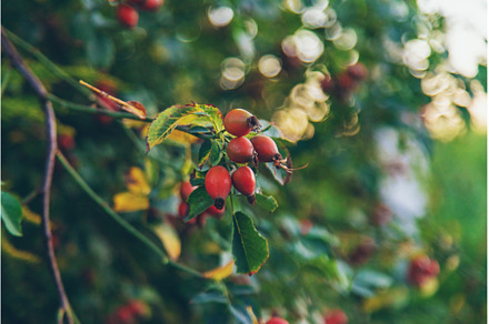 Rose hips in the garden. Selective, a Food & Drink Photo by yanadjana