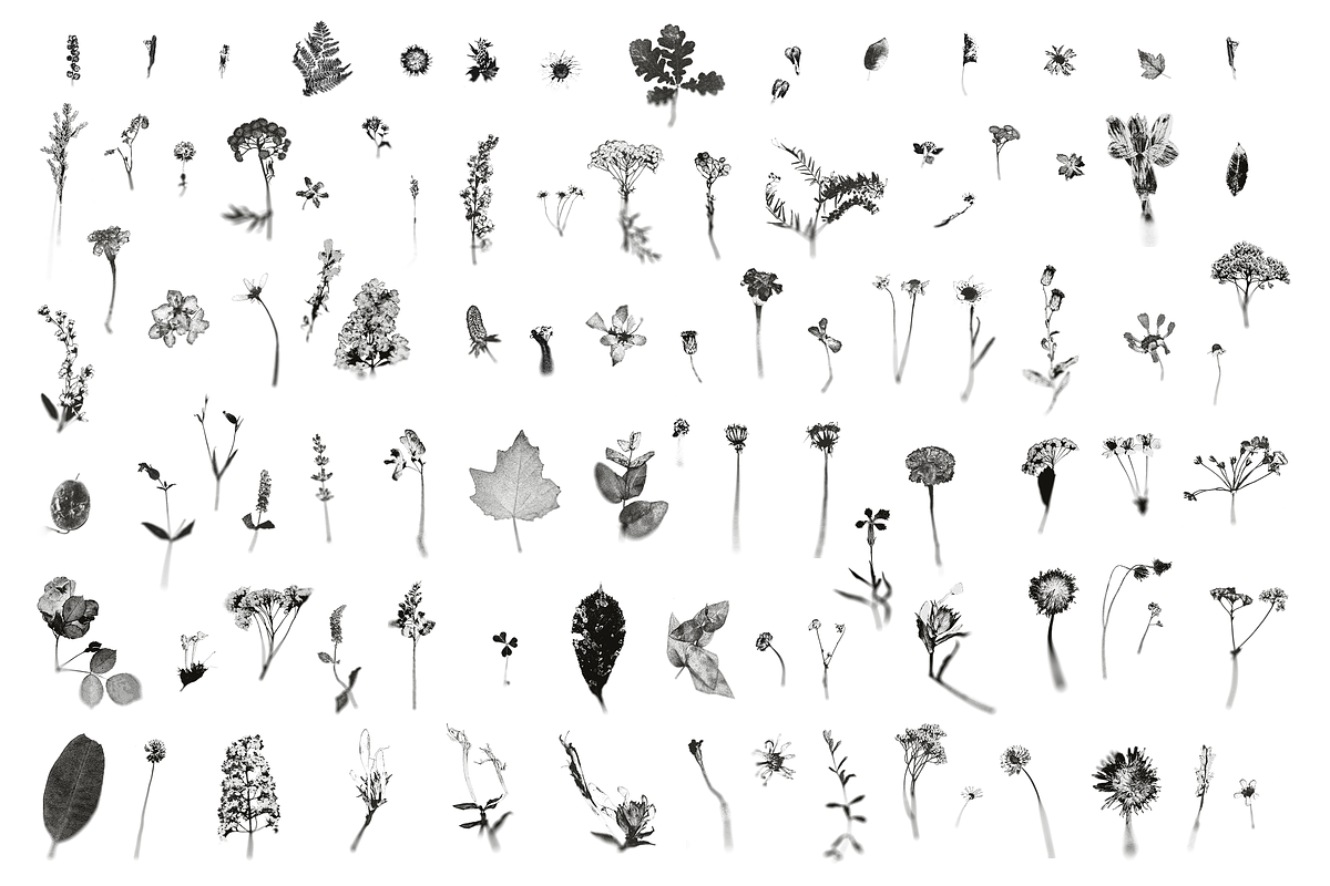 HERBARIA. Pressed Wildflower Scans, an Object Graphic by Schumacher Shop (Photo 17 of 21)
